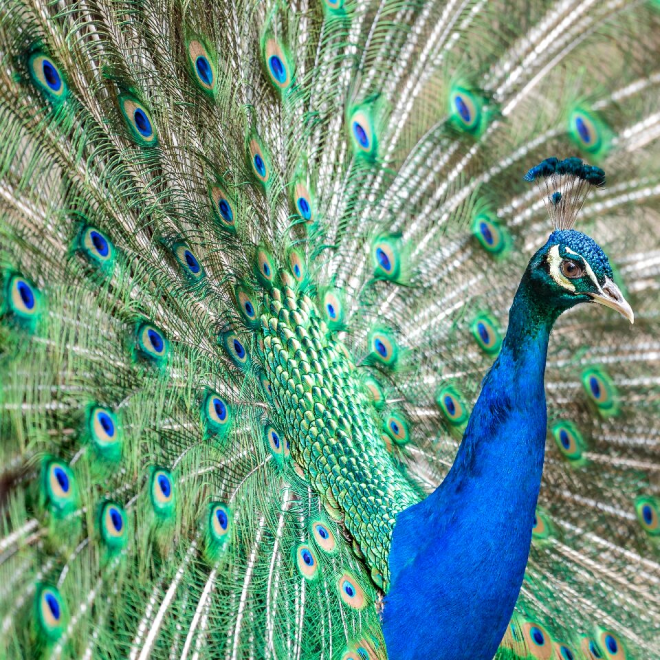 Animal feather colourful