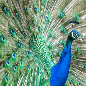 Animal feather colourful