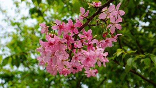 Nature garden cherry blossom