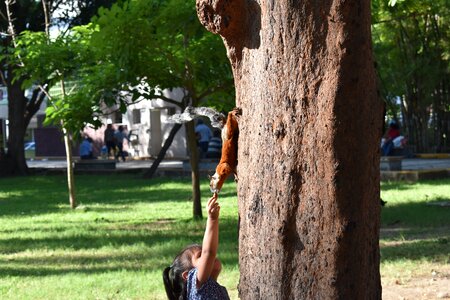 Tree nature rodent photo