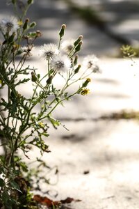 Wild flowers autumn fall