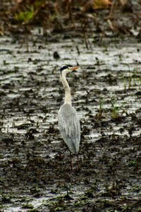 Wild birds heron gray heron