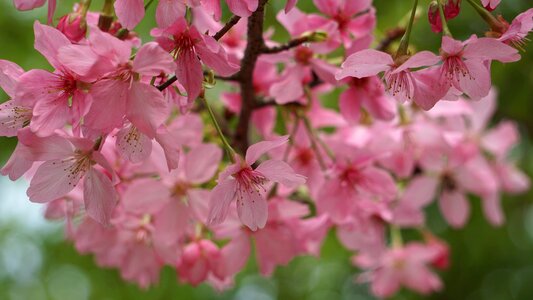 Garden petal cherry blossom