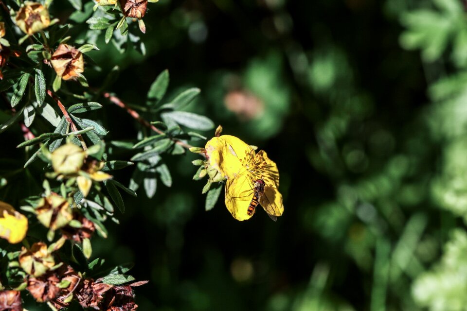 Insect autumn fall photo