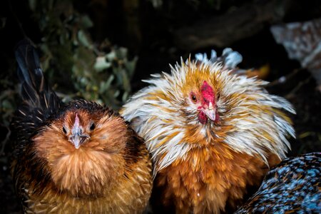 Chicken hahn chickens photo