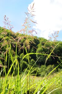 Summer field landscape