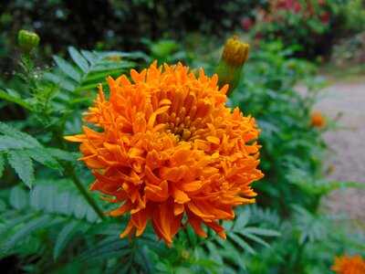 Orange flower flowers garden