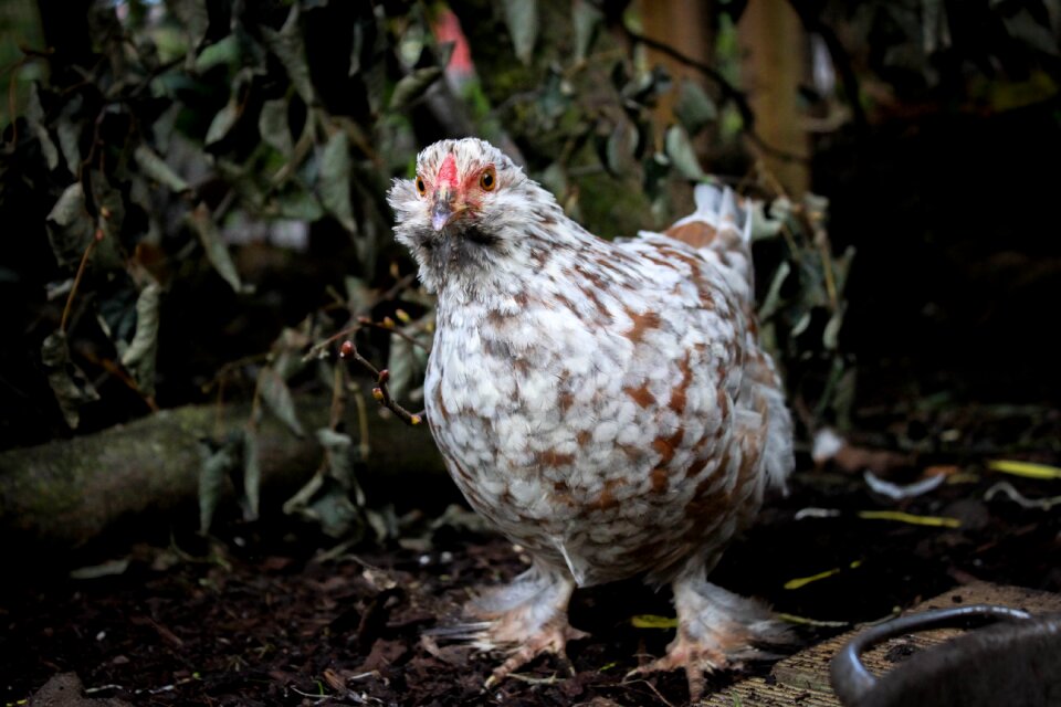 Feather animal world chicken
