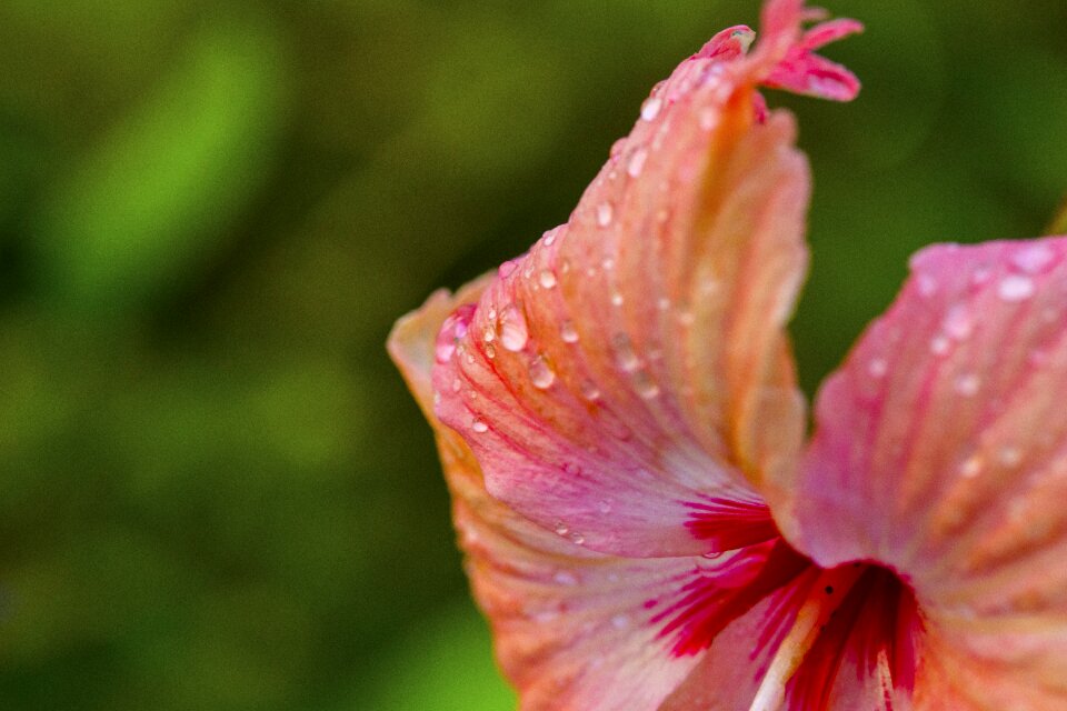 Natural garden green