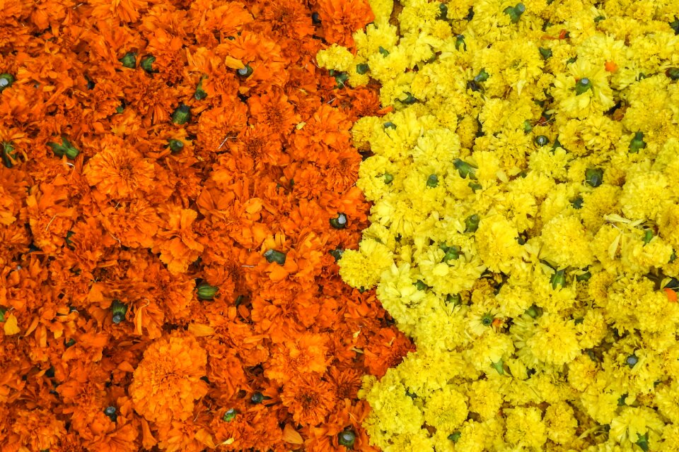 Indian yellow orange