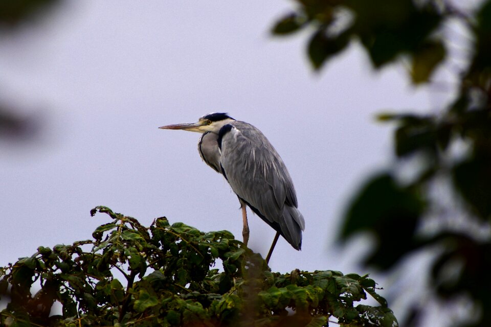 Wild birds heron gray heron