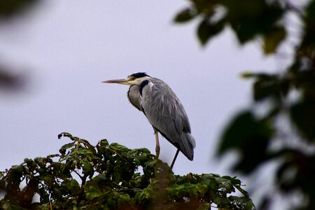 Wild birds heron gray heron photo