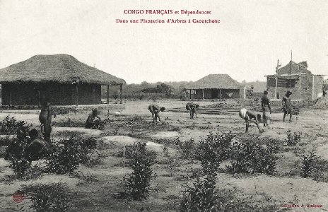 Dans une plantation d'arbres à caoutchouc (Congo Français et dépendances)