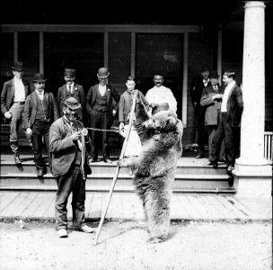 Dansende beer in Lewiston, NY, 1900 (RHCL, VKG 063)