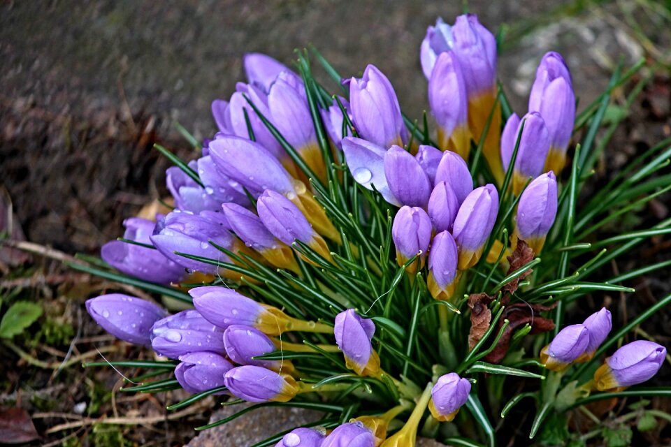 Early bloomer violet yellow