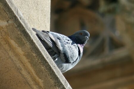 Pigeon feather animal photo