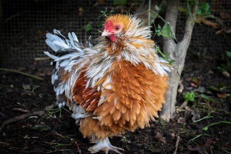 Farm hen hahn photo