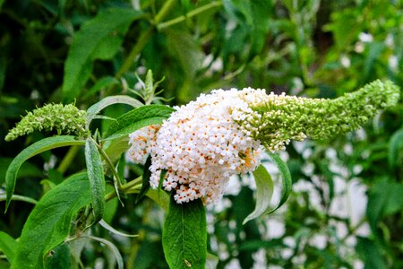 Nature bush plant