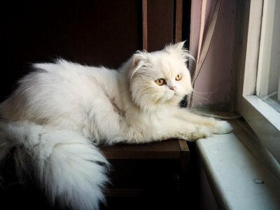 Portrait pet cute
