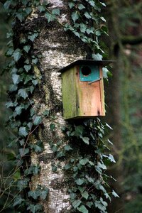 Climber plant leaf bird feeder