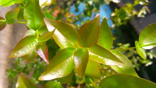 Leaves nature research