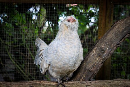 Animal hen chicken photo