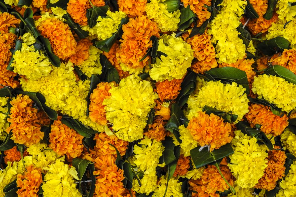 Indian garland colourful