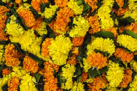 Indian garland colourful