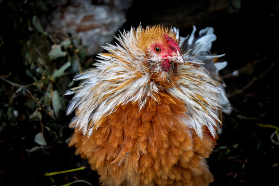 Hahn chickens feather