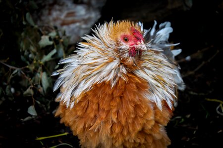 Hahn chickens feather