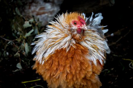 Hahn chickens feather photo