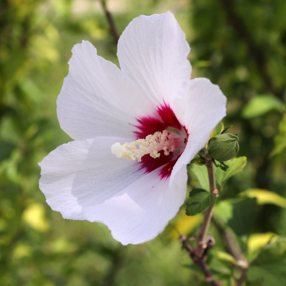 Hibiscus syriacus hibiscus syricus