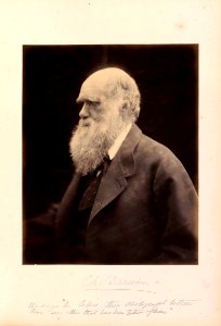 Darwin by Julia Margaret Cameron