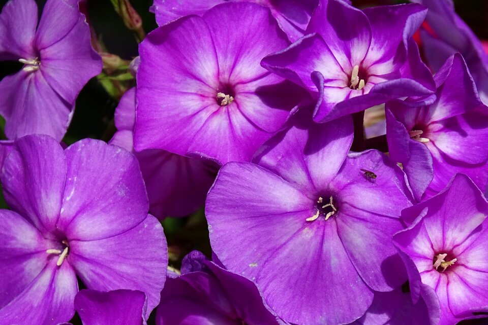 Flower garden flame flower panicle purple photo