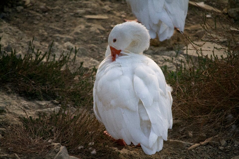 Birds animals waterfowl