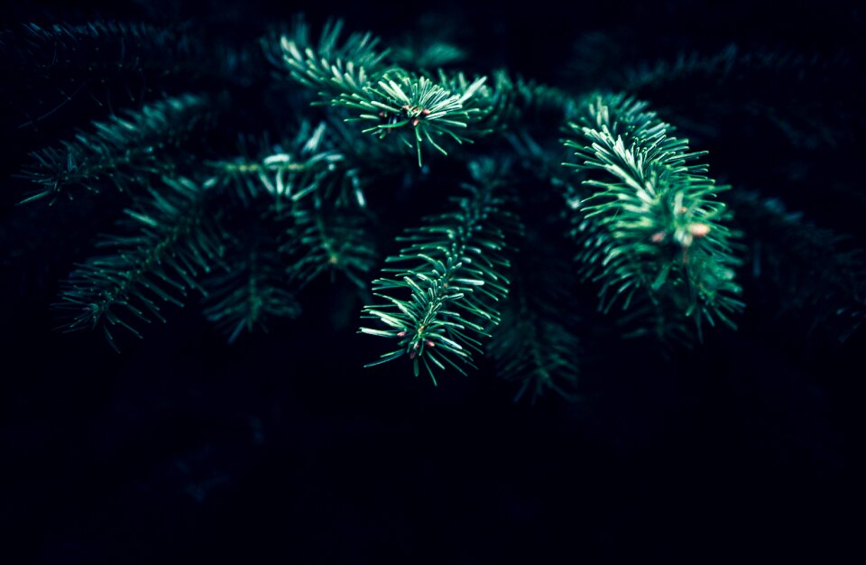 Christmas tree black tree