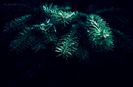 Christmas tree black tree photo