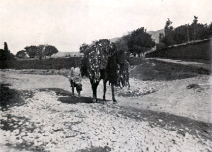 Das Färben der Rauchwaren, Hans Werner, 1914 (S. 126) Eine Einzelladung Persianerfelle wird zur Flusswäsche befördert