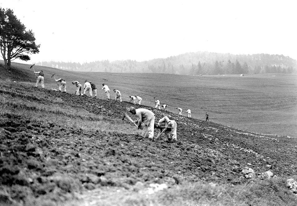 Das gerodete Waldstück wird aufbereitet zu anbaufähigem Ackerland - CH-BAR - 3241217