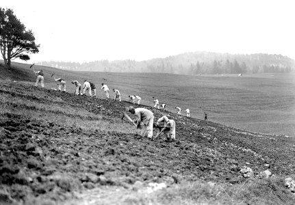 Das gerodete Waldstück wird aufbereitet zu anbaufähigem Ackerland - CH-BAR - 3241217
