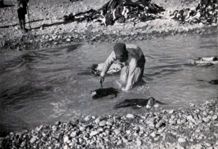 Das Färben der Rauchwaren, Hans Werner, 1914 (S. 125) Das erste Waschen der Persianerfelle und reinigen von Fleischteilen und Blut