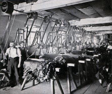 Das Färben der Rauchwaren, Hans Werner, 1914 (S. 111) Zurichtsaal mit Ausstossmaschinen