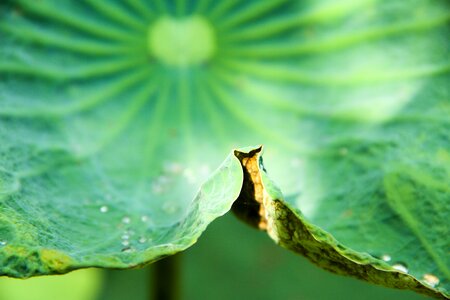 Natural green leaf