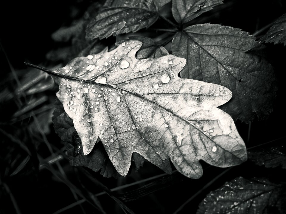 Nature fall leaves fall foliage