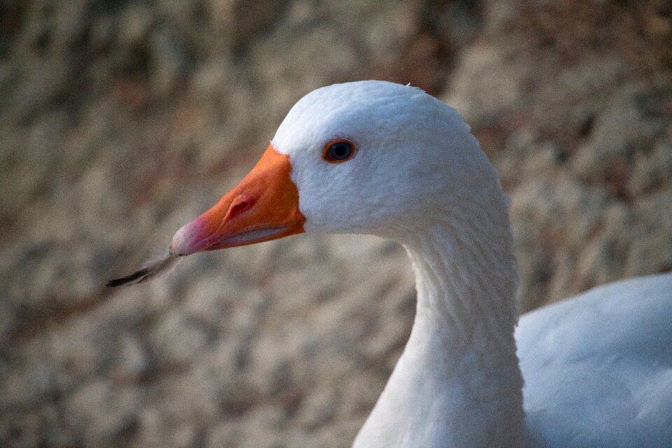 Birds animals waterfowl