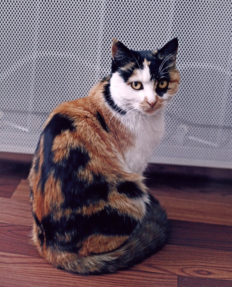 Cat pets animal