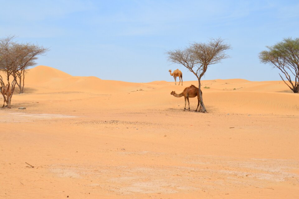 Desert camel arabic