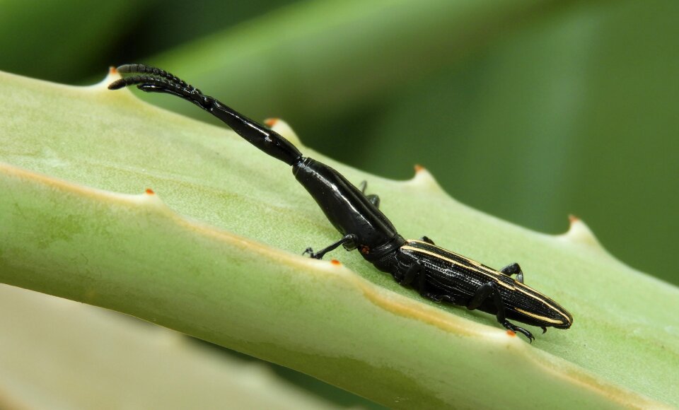 Invertebrate wild life colombia