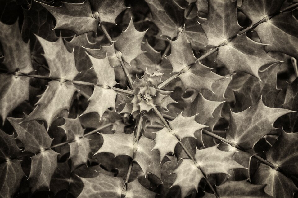 Botany outdoor nature