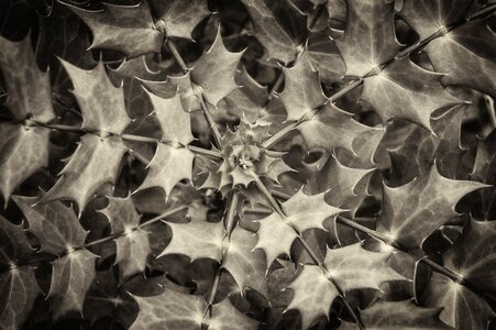 Botany outdoor nature